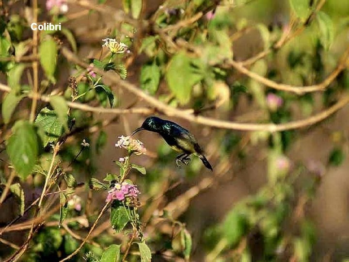 Colibri 