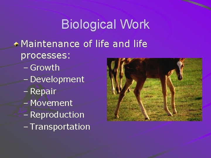 Biological Work Maintenance of life and life processes: – Growth – Development – Repair