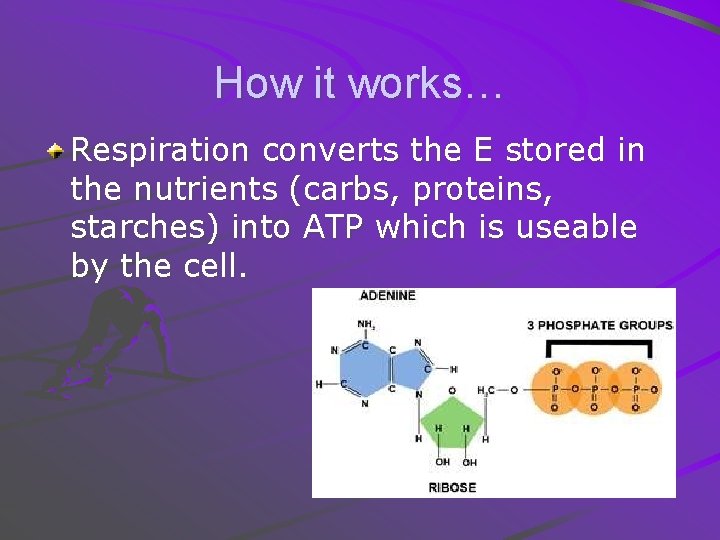How it works… Respiration converts the E stored in the nutrients (carbs, proteins, starches)