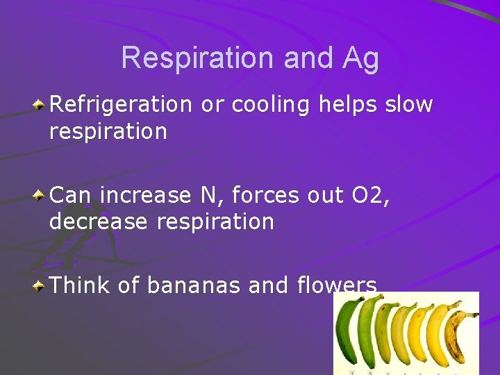 Respiration and Ag Refrigeration or cooling helps slow respiration Can increase N, forces out