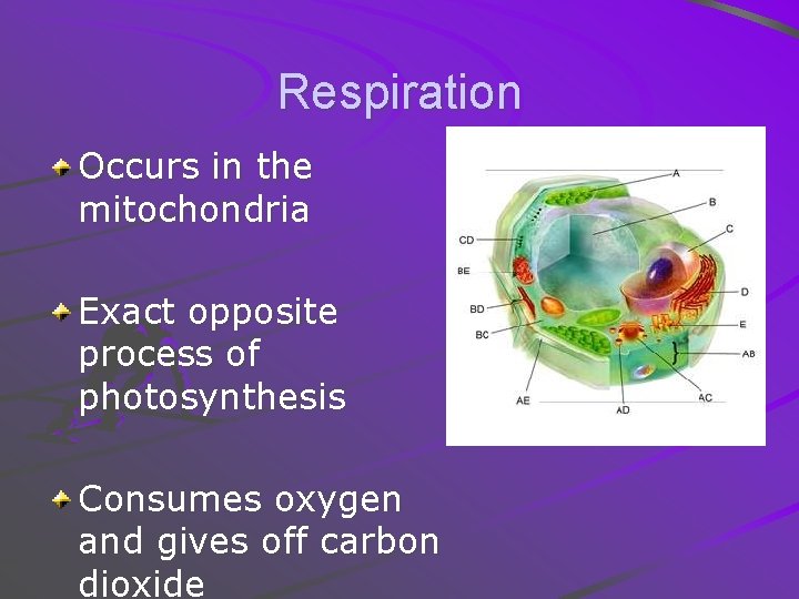 Respiration Occurs in the mitochondria Exact opposite process of photosynthesis Consumes oxygen and gives