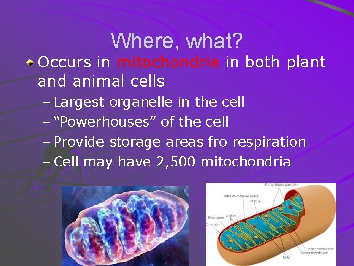 Where, what? Occurs in mitochondria in both plant and animal cells – Largest organelle