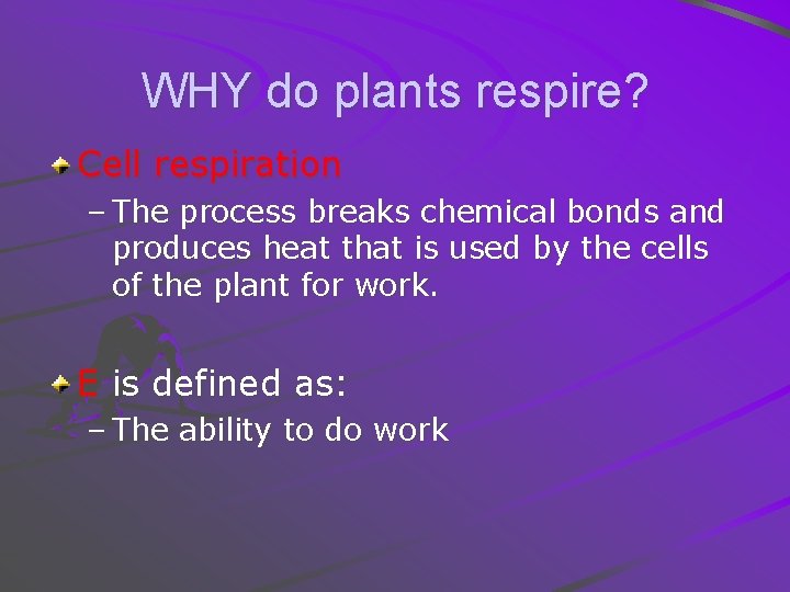 WHY do plants respire? Cell respiration – The process breaks chemical bonds and produces