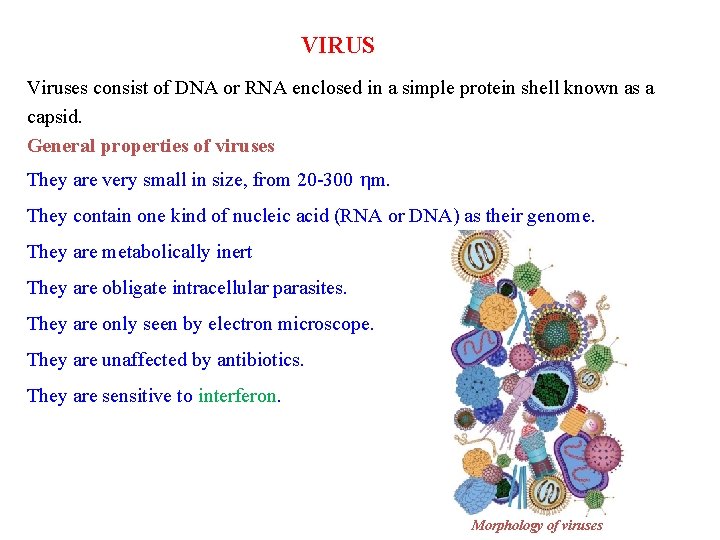 VIRUS Viruses consist of DNA or RNA enclosed in a simple protein shell known