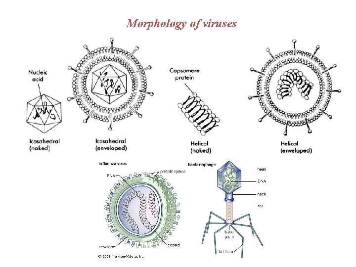 Morphology of viruses 
