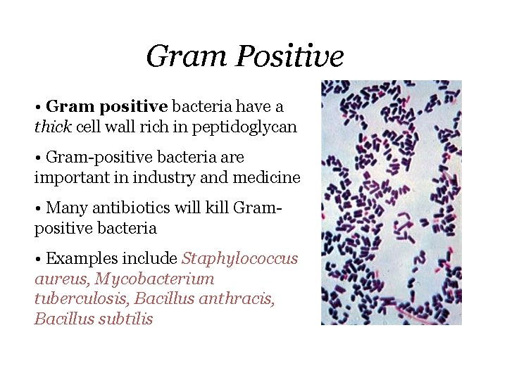 Gram Positive • Gram positive bacteria have a thick cell wall rich in peptidoglycan