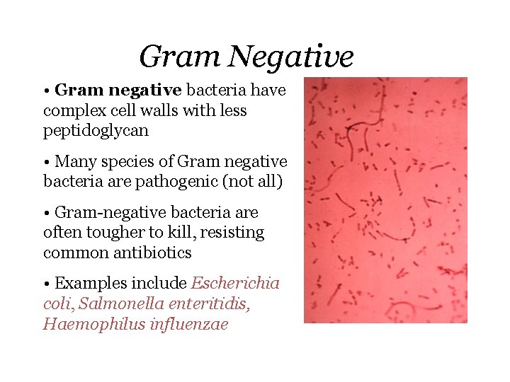 Gram Negative • Gram negative bacteria have complex cell walls with less peptidoglycan •
