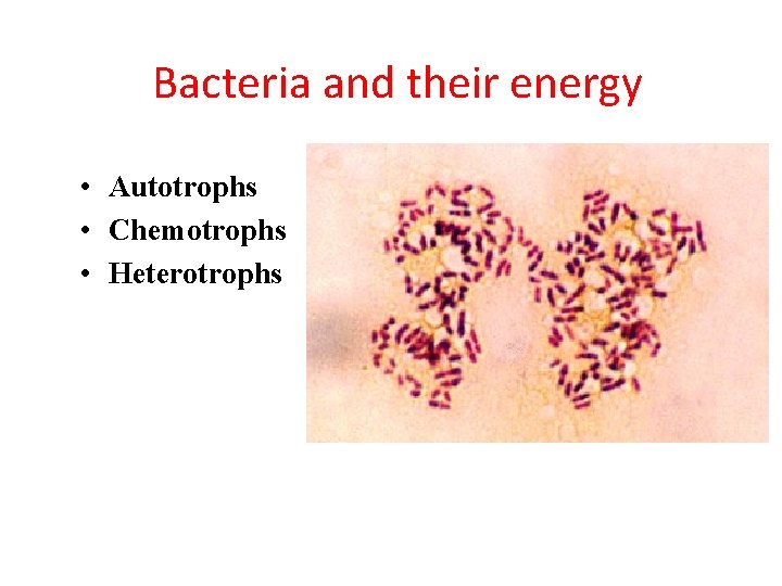 Bacteria and their energy • Autotrophs • Chemotrophs • Heterotrophs 