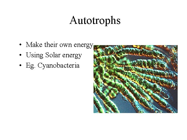 Autotrophs • Make their own energy • Using Solar energy • Eg. Cyanobacteria 