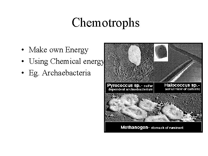 Chemotrophs • Make own Energy • Using Chemical energy • Eg. Archaebacteria 
