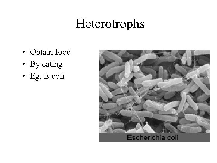 Heterotrophs • Obtain food • By eating • Eg. E-coli 