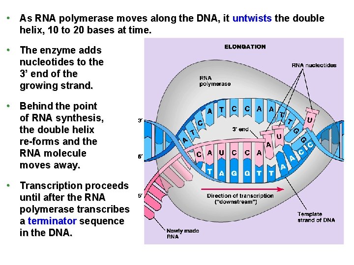  • As RNA polymerase moves along the DNA, it untwists the double helix,