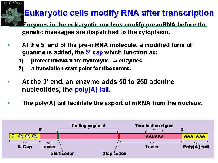 Eukaryotic cells modify RNA after transcription • Enzymes in the eukaryotic nucleus modify pre-m.