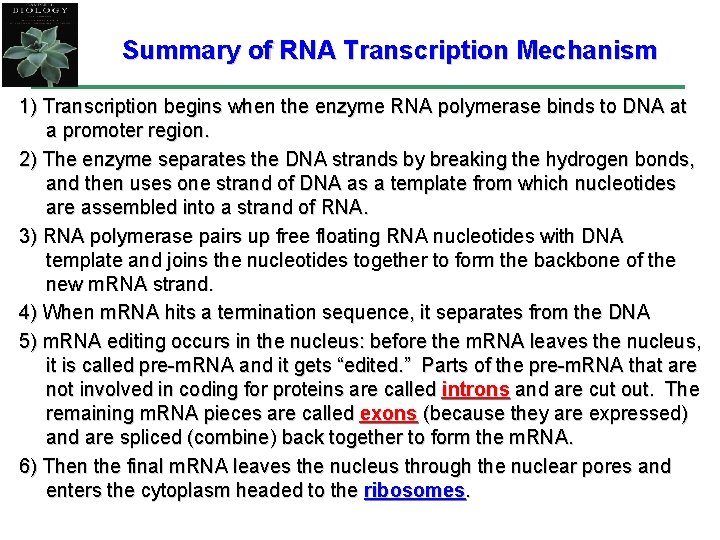Summary of RNA Transcription Mechanism 1) Transcription begins when the enzyme RNA polymerase binds