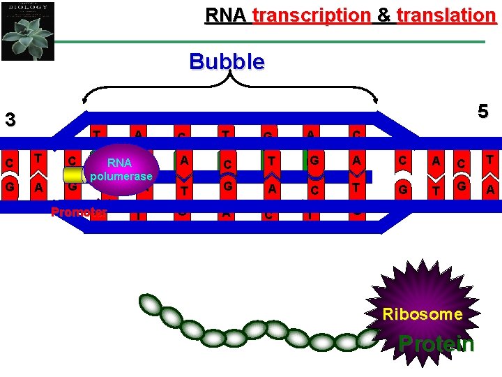 RNA transcription & translation Bubble 5 3 C G T T A C G