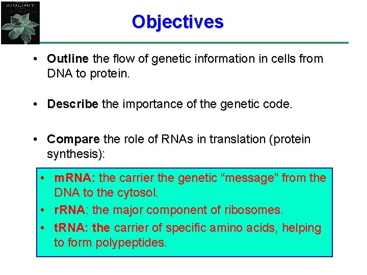 Objectives • Outline the flow of genetic information in cells from DNA to protein.