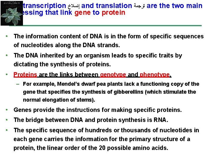 RNA transcription ﺇﻧﺴﻼﺥ and translation ﺗﺮﺟﻤﺔ are the two main processing that link gene