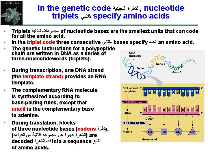 In the genetic code ﺍﻟﺸﻔﺮﺓ ﺍﻟـﭽﻴﻨﻴﺔ , nucleotide triplets ﺛﻼﺛﻲ specify amino acids •
