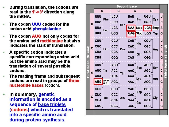  • During translation, the codons are read in the 5’->3’ direction along the