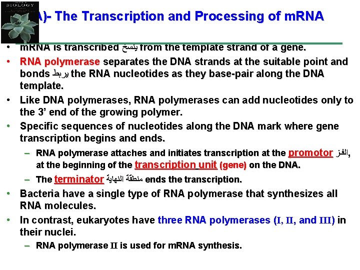A)- The Transcription and Processing of m. RNA • m. RNA is transcribed ﻳﻨﺴﺦ