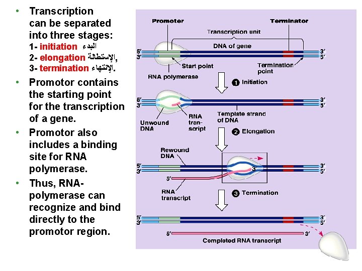  • Transcription can be separated into three stages: 1 - initiation ﺍﻟﺒﺪﺀ 2