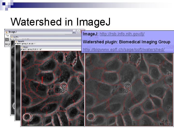 Watershed in Image. J: http: //rsb. info. nih. gov/ij/ Watershed plugin: Biomedical Imaging Group
