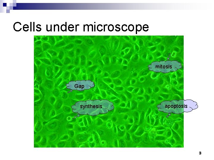 Cells under microscope mitosis Gap synthesis apoptosis 3 