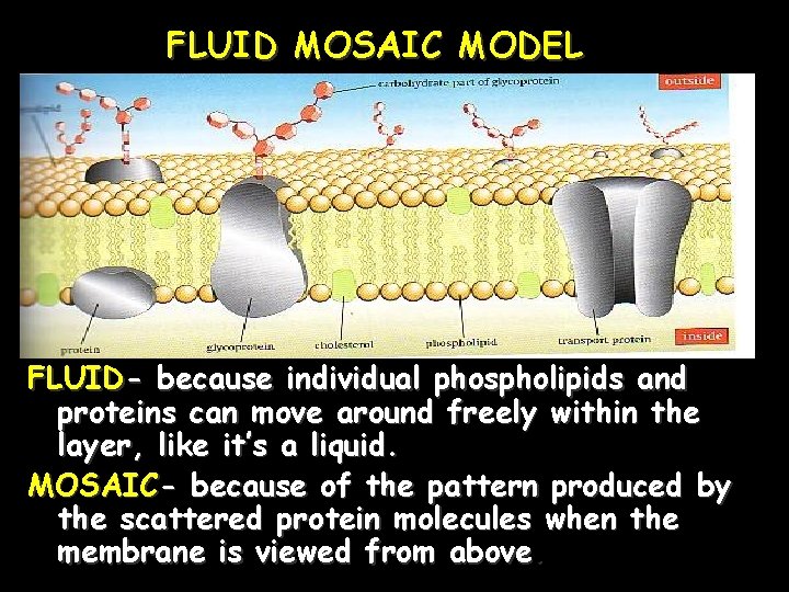 FLUID MOSAIC MODEL Fluid mosaic model FLUID- because individual phospholipids and proteins can move