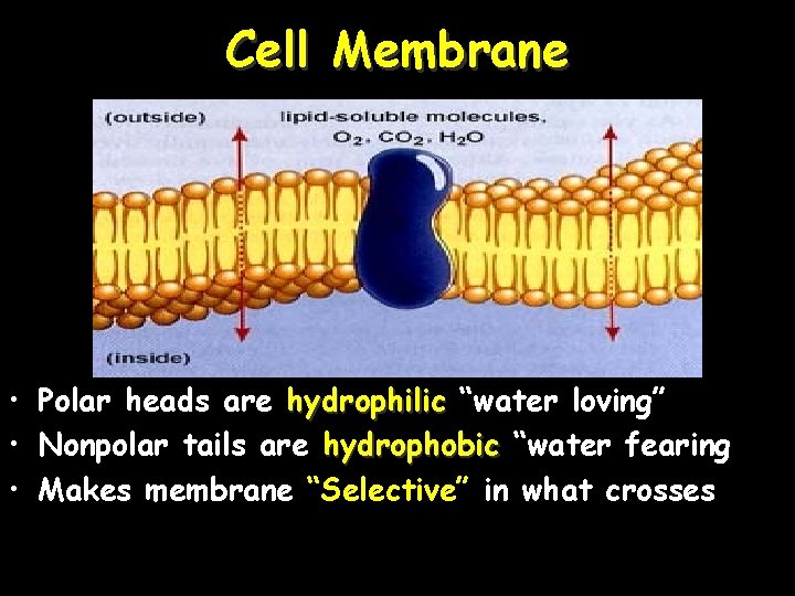 Cell Membrane • Polar heads are hydrophilic “water loving” • Nonpolar tails are hydrophobic