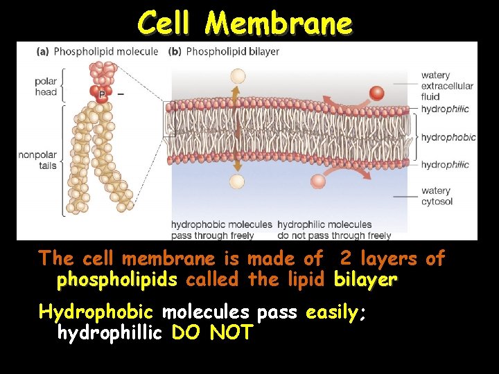 Cell Membrane The cell membrane is made of 2 layers of phospholipids phospholipid called