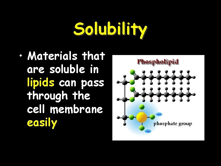 Solubility • Materials that are soluble in lipids can pass through the cell membrane