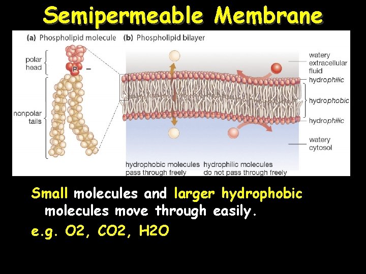 Semipermeable Membrane Small molecules and larger hydrophobic molecules move through easily. e. g. O