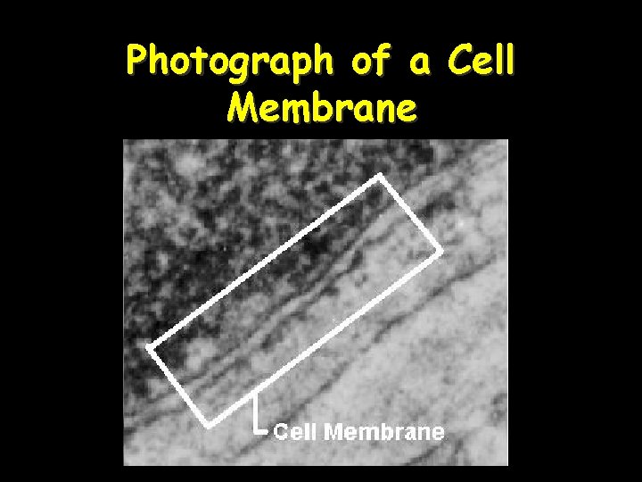 Photograph of a Cell Membrane 2 