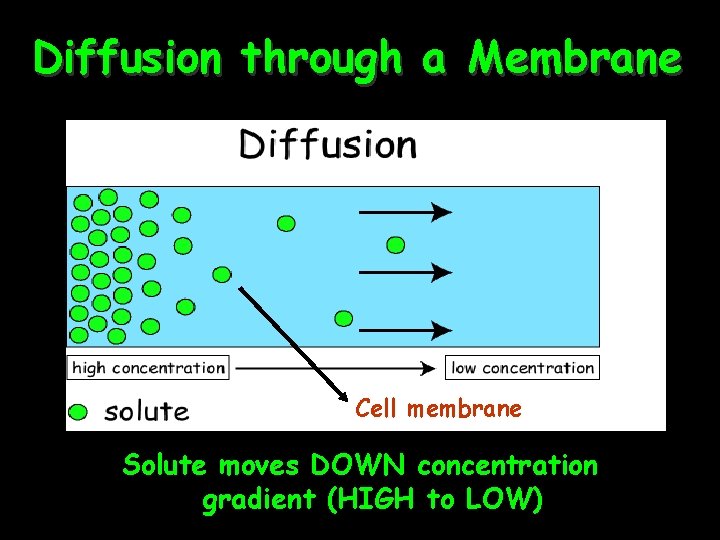 Diffusion through a Membrane Cell membrane Solute moves DOWN concentration gradient (HIGH to LOW)