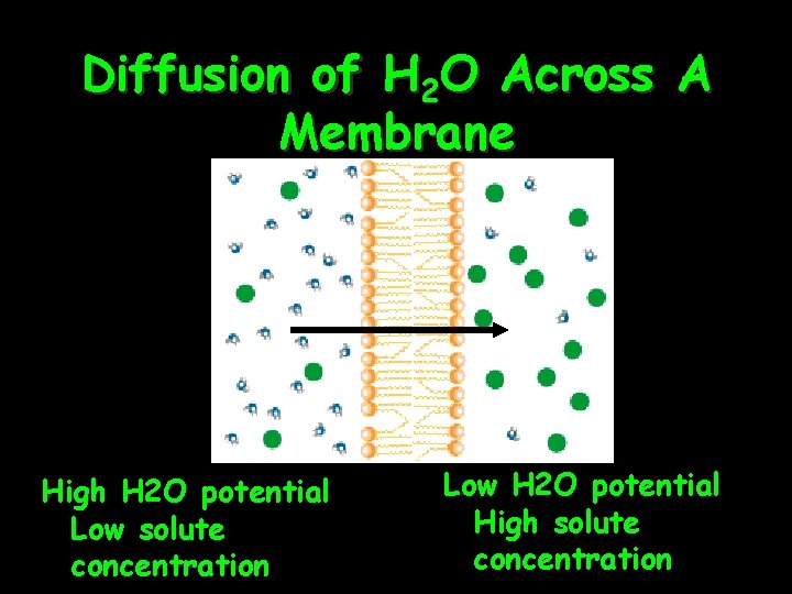 Diffusion of H 2 O Across A Membrane High H 2 O potential Low