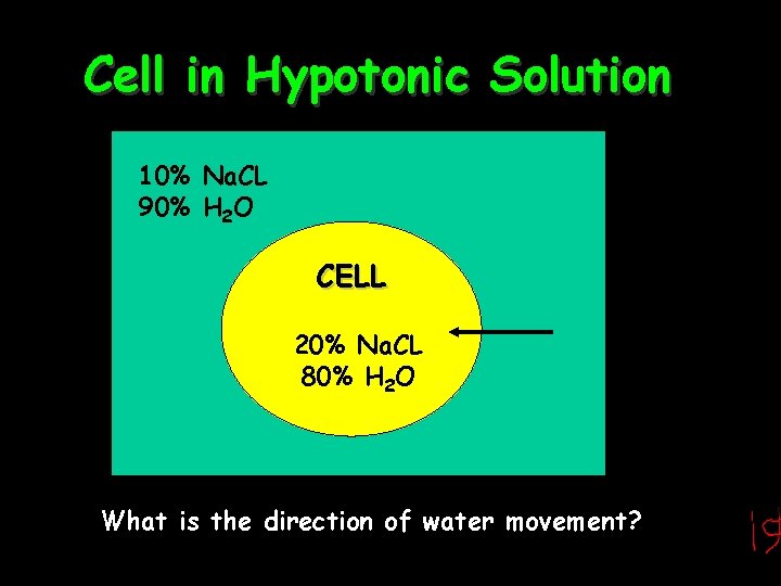 Cell in Hypotonic Solution 10% Na. CL 90% H 2 O CELL 20% Na.