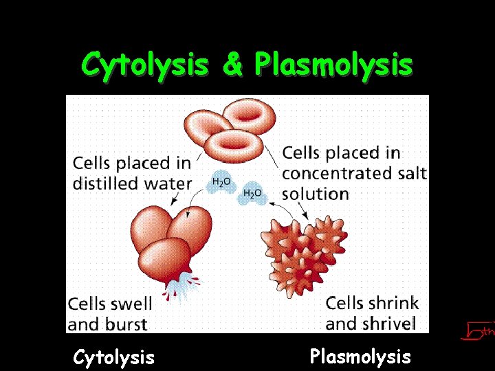 Cytolysis & Plasmolysis Cytolysis Plasmolysis 28 