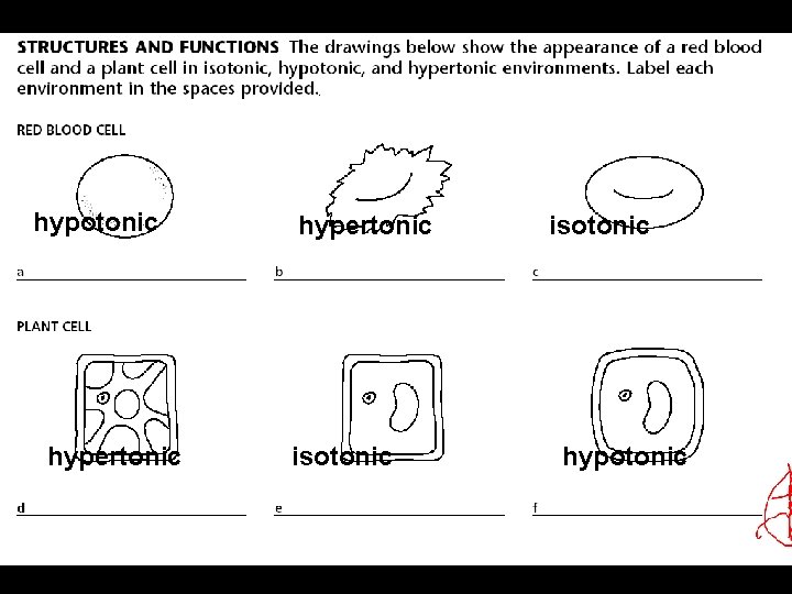 hypotonic hypertonic isotonic hypotonic 29 
