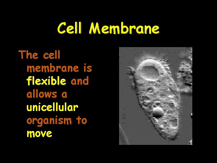 Cell Membrane The cell membrane is flexible and allows a unicellular organism to move