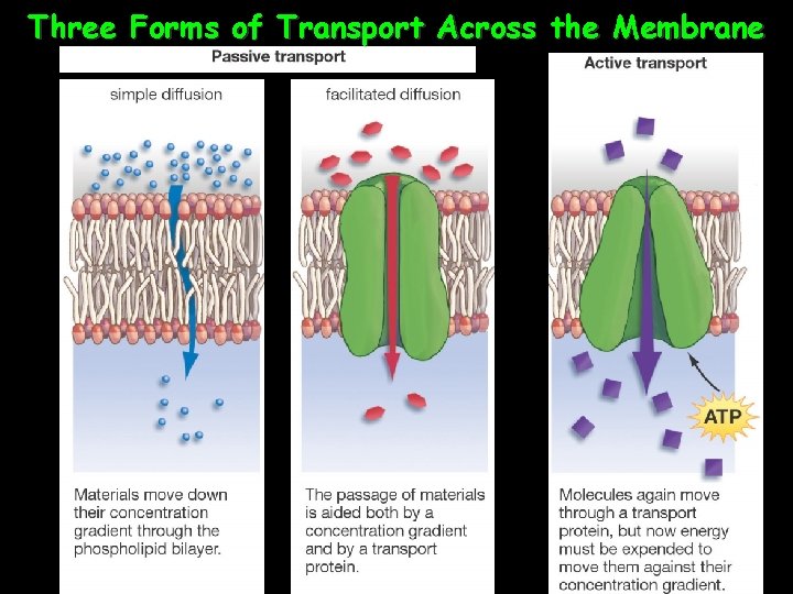 Three Forms of Transport Across the Membrane 30 