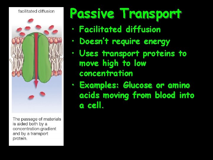 Passive Transport • Facilitated diffusion • Doesn’t require energy • Uses transport proteins to