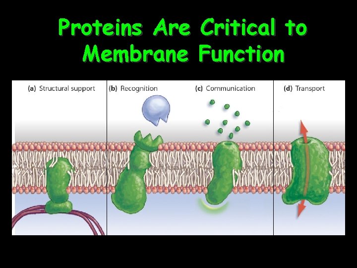 Proteins Are Critical to Membrane Function 33 