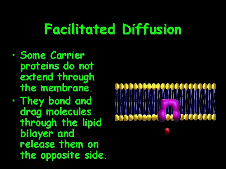 Facilitated Diffusion • Some Carrier proteins do not extend through the membrane. • They