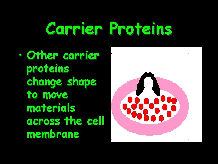 Carrier Proteins • Other carrier proteins change shape to move materials across the cell