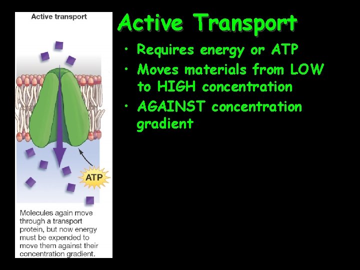 Active Transport • Requires energy or ATP • Moves materials from LOW to HIGH