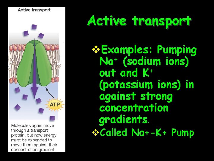 Active transport v. Examples: Pumping Na+ (sodium ions) out and K+ (potassium ions) in