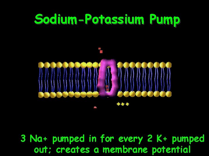 Sodium-Potassium Pump 3 Na+ pumped in for every 2 K+ pumped 40 out; creates