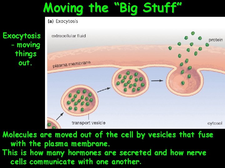 Moving the “Big Stuff” Exocytosis - moving things out. Molecules are moved out of