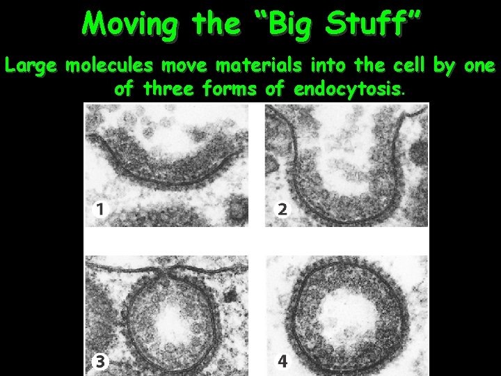 Moving the “Big Stuff” Large molecules move materials into the cell by one of