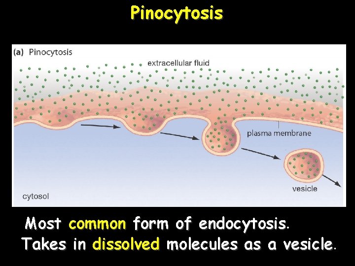 Pinocytosis Most common form of endocytosis Takes in dissolved molecules as a vesicle 44.